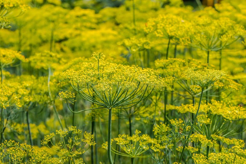 Background with Yellow Dill Flowers Stock Photo Image of food