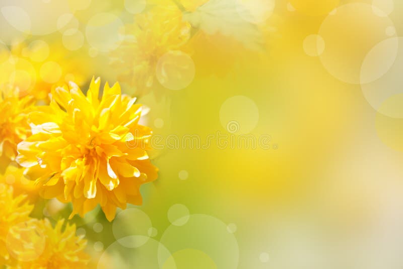 1,417,397 Yellow Flowers Stock Photos - Free & Royalty-Free Stock Photos  from Dreamstime