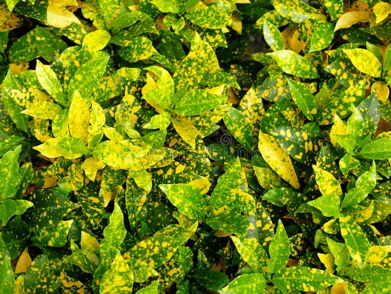 download croton seadiver download croton seadiver