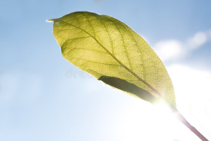 Backlight green leaf with blue sky in the background royalty free stock photo Backlight green leaf with blue sky in the background royalty free stock photo