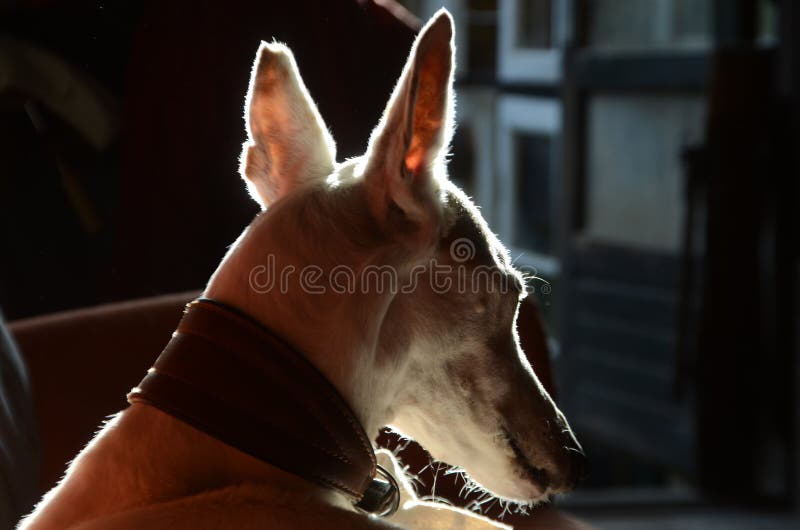 Handsome Black White Podenco Mix Dog Standing Side Ways Food Stock Photo by  ©NynkevanHolten 541399640