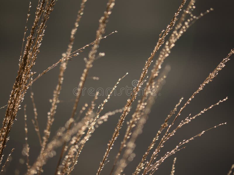 Backlight maakt het shinning van lange grasbesprekingen boven meer royalty-vrije stock fotografie Backlight maakt het shinning van lange grasbesprekingen boven meer royalty-vrije stock fotografie