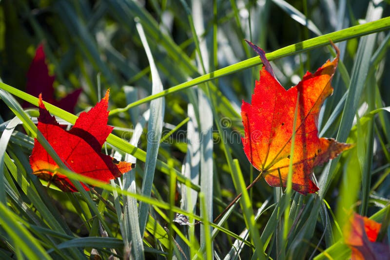 Backlit Autumn Leaves in a Grass Field