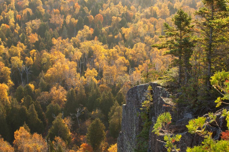 Backlit cliff with pines above trees in fall color on Oberg Moun