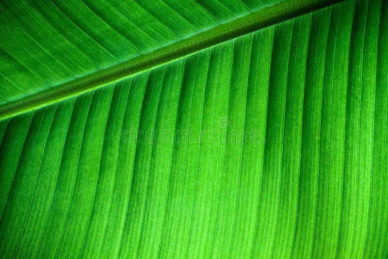 Green natural background: details fresh banana leaf structure with midrib diagonal to the frame and visible leaf veins and grooves