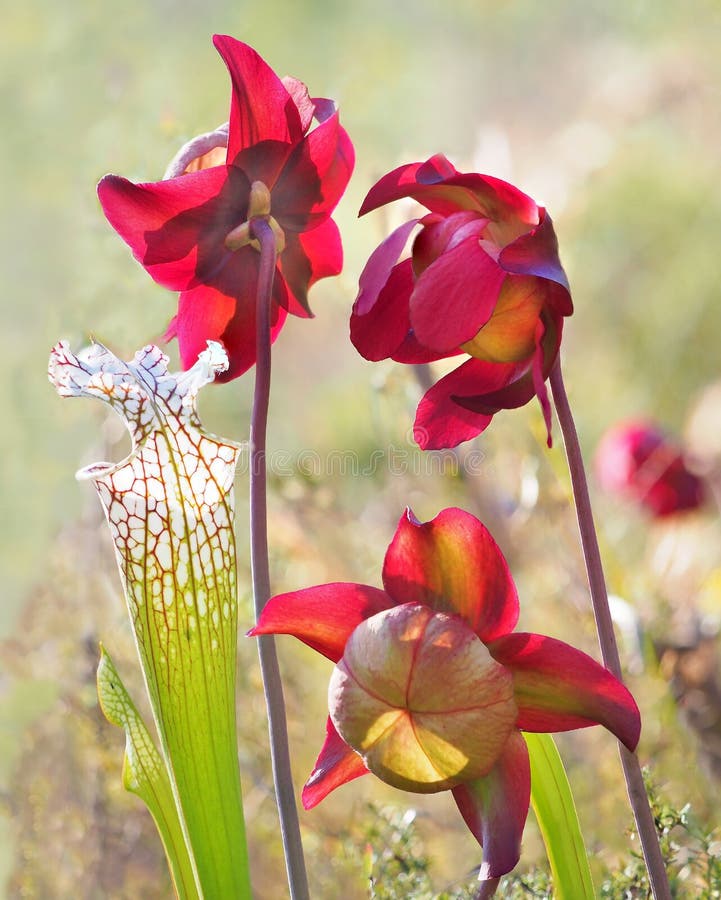 Backlit Focus Stacked Crimson Pitcher Plant royalty free stock image