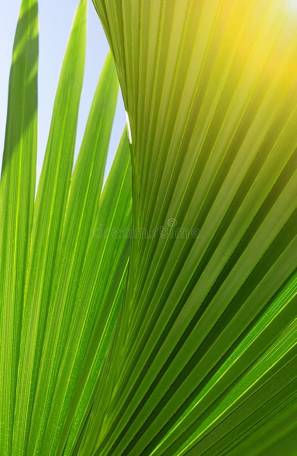 Backlit Fresh Palm Tree Leaves. Tourists Attraction. Natural Textured ...