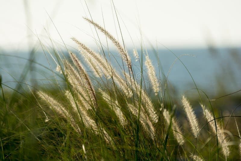 Backlit golden sea grass by ocean