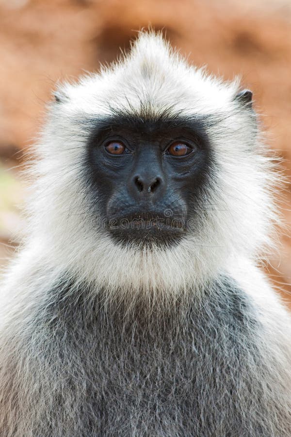 Backlit hanuman langur in Bandipur National Park, India. Semnopithecus hypoleucos stock images, royalty-free photos and pictures