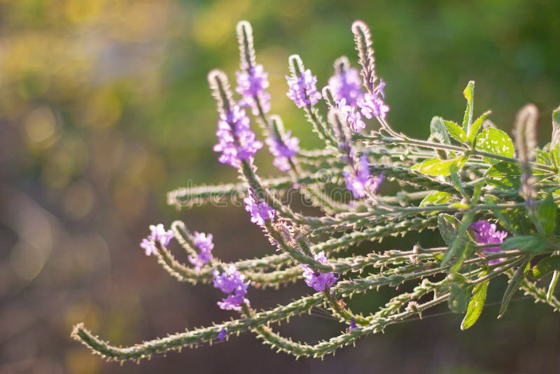 Backlit Hoary Vervain Wildflower