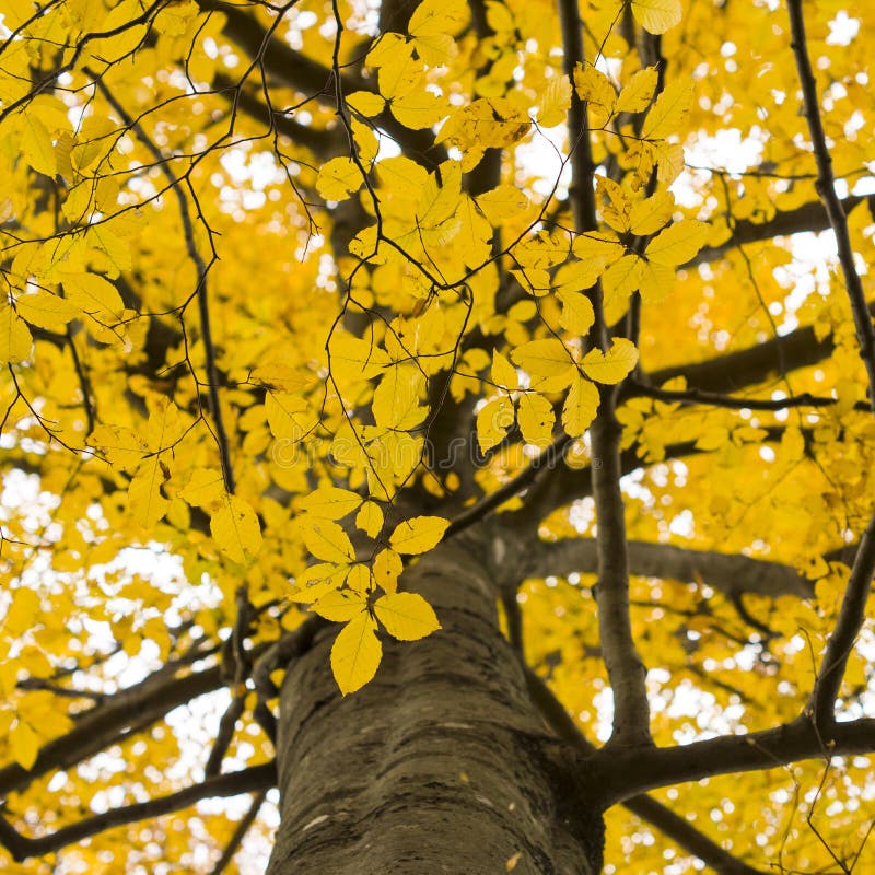Žiarivé žlté podsvietený listy na strome v jeseni.