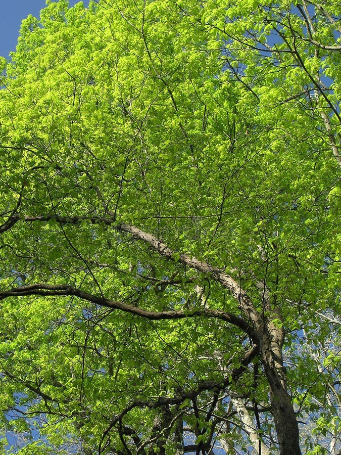 Backlit Tree