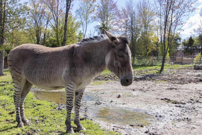 Backlit zebra-donkey hybrid standing in profile in pen