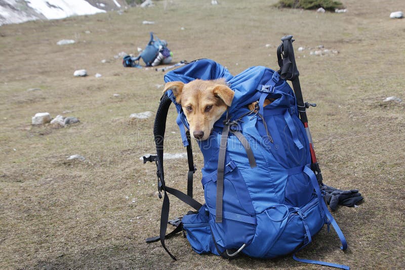 hiking with small dog