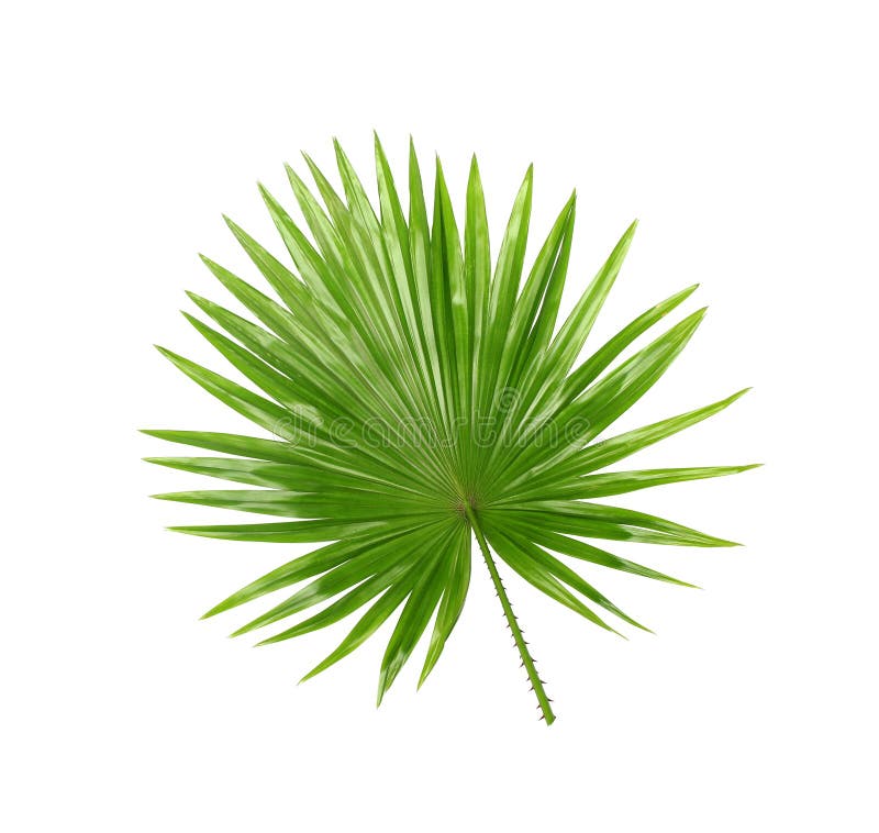 Backside ; Green leaves of palm tree isolated on white royalty free stock photography Backside ; Green leaves of palm tree isolated on white royalty free stock photography