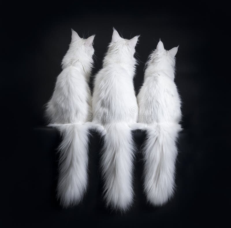 Backside of Three Solid White Maine Coon Cats on Black Background with
