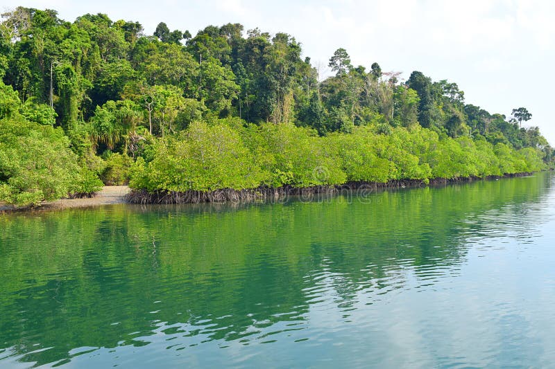 Backwater with Mangrove Forest on Bank with Clear Water - River on Great Andaman Trunk Road, Baratang Island, India