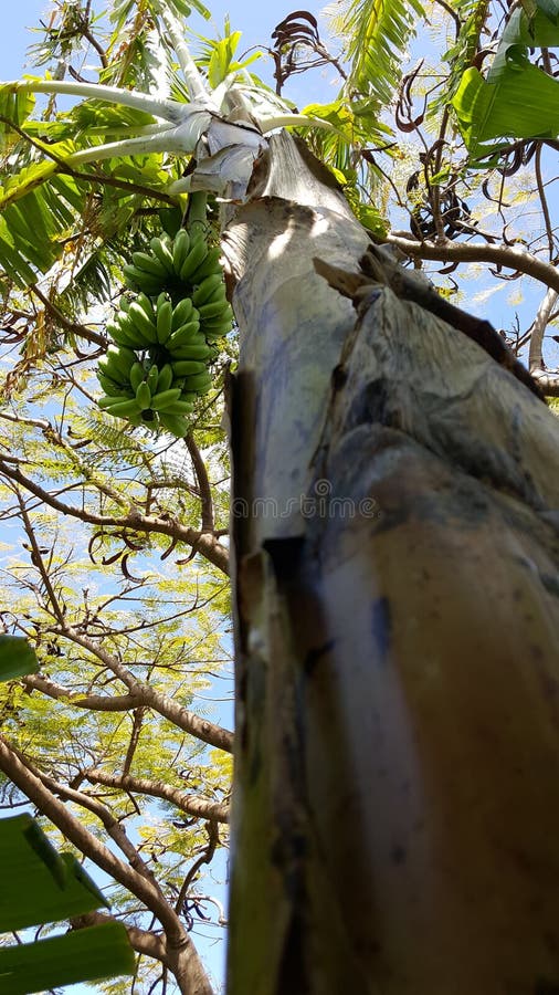 Hawaiian Apple Banana Tree Stock Photos Free & RoyaltyFree Stock