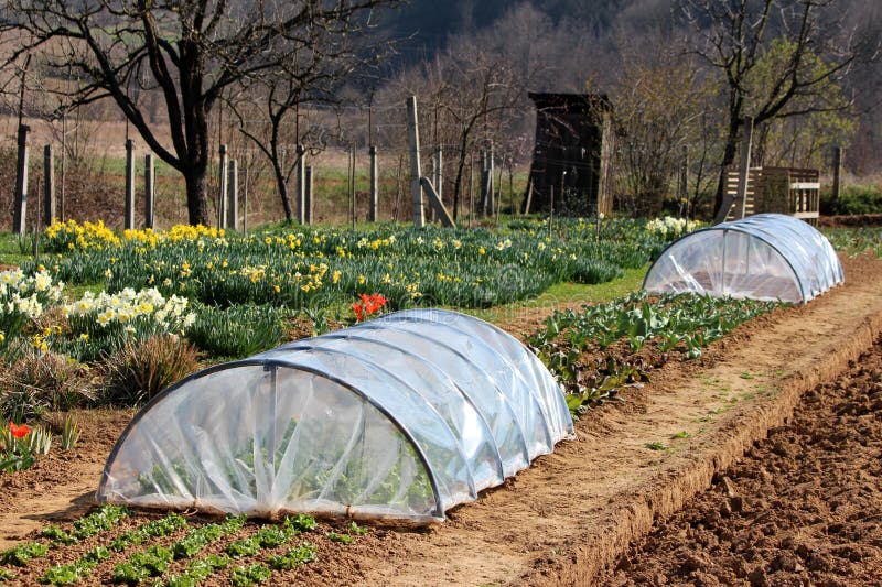 Backyard garden with two small greenhouses used to grow lettuce and flowers surrounded with multiple Narcissus white and yellow