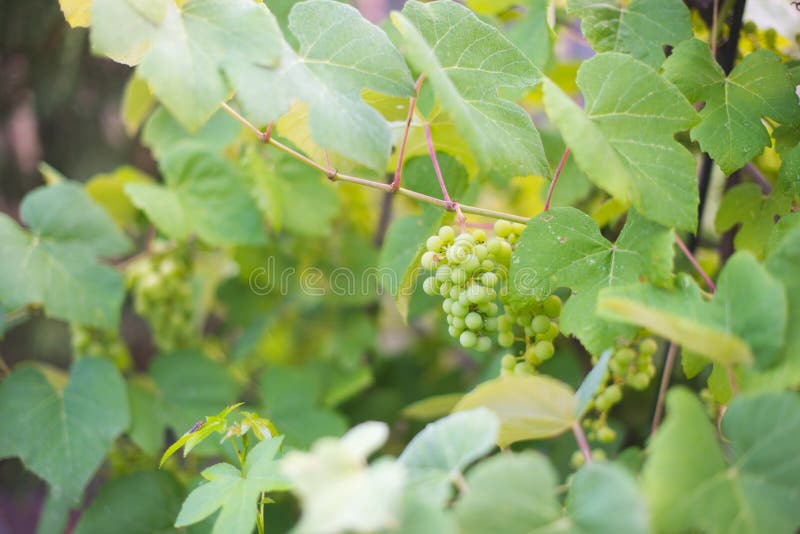 Backyard Grapes 3 stock photo. Image of vines, garden 94949904