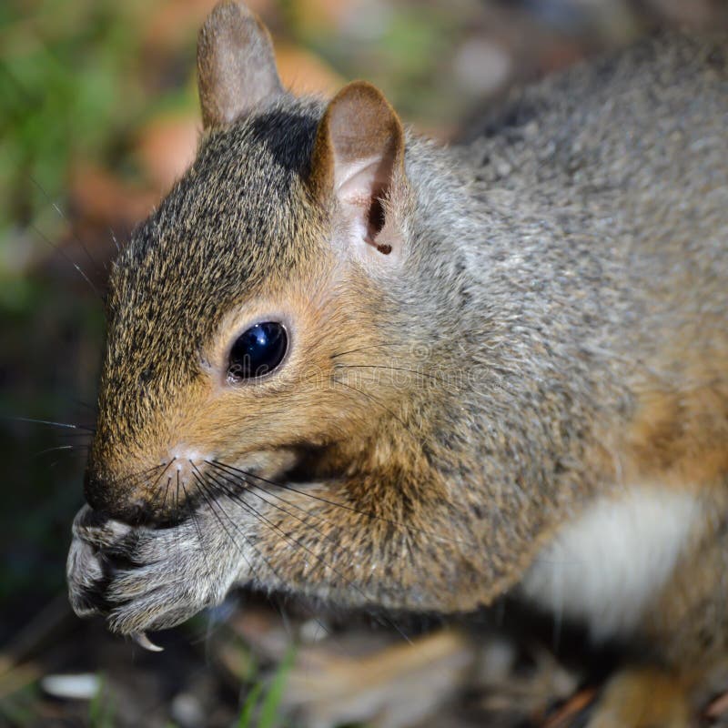Backyard Squirrel Eating Seeds Out of Hands stock photos