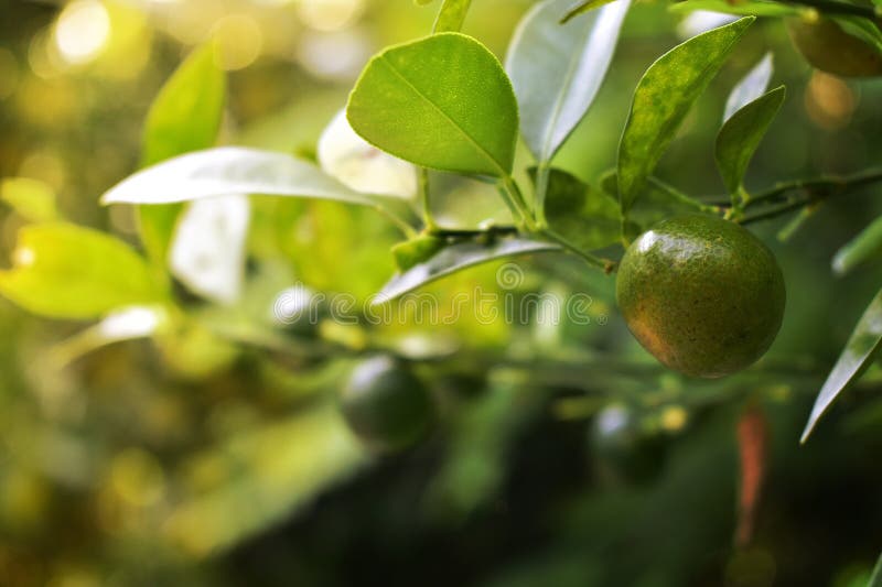 Lemon has sour taste and is grown stock photo