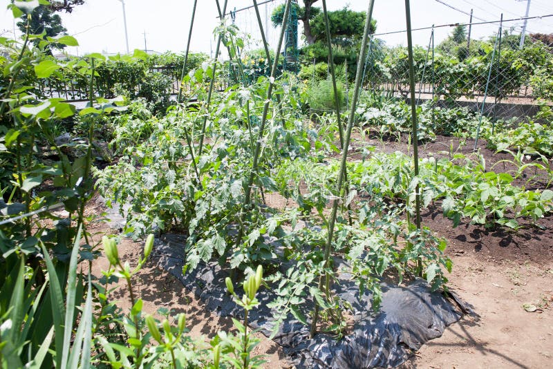 Backyard vegetable farm stock photo. Image of beautiful 95648592