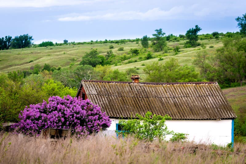Backyard of Village House. Landscaping with Lilacs Bush Stock Image