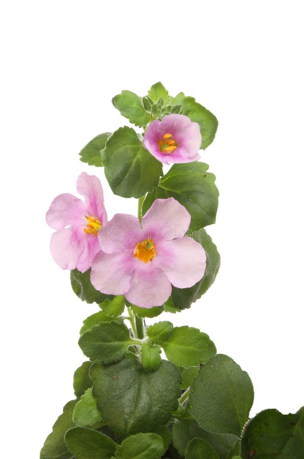 Bacopa flowers closeup