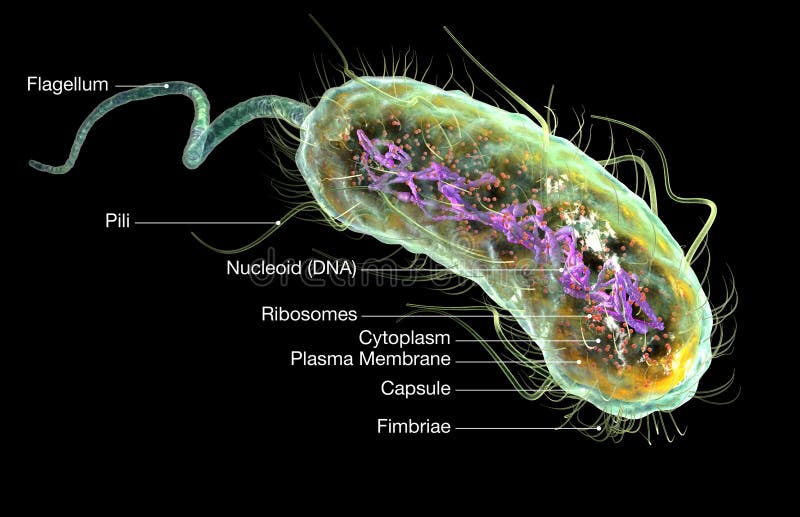 Escherichia coli és pinworm