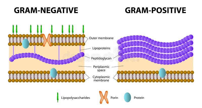 ilustração vetorial gram-positiva vs gram-negativa 8131530 Vetor