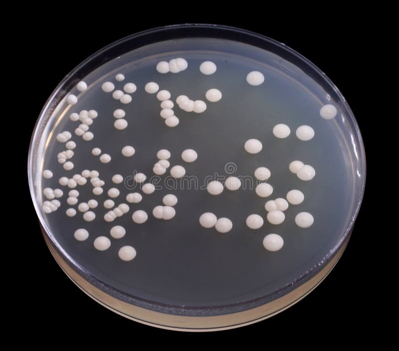 Bacteria royalty free stock photo