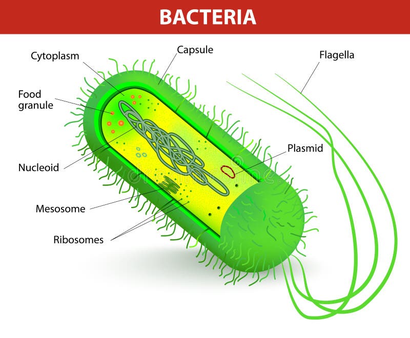 Bacteria cell structure stock vector. Illustration of diagram - 34659283