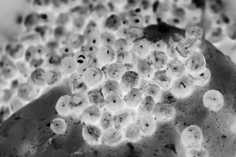 Developing Nail Human Embryo Under Microscope Stock Photo 2238258225 |  Shutterstock