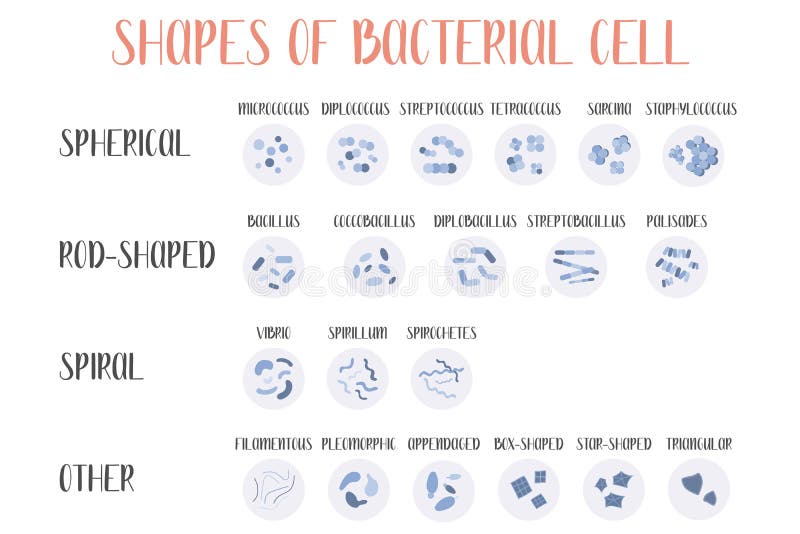 types of bacterial cells