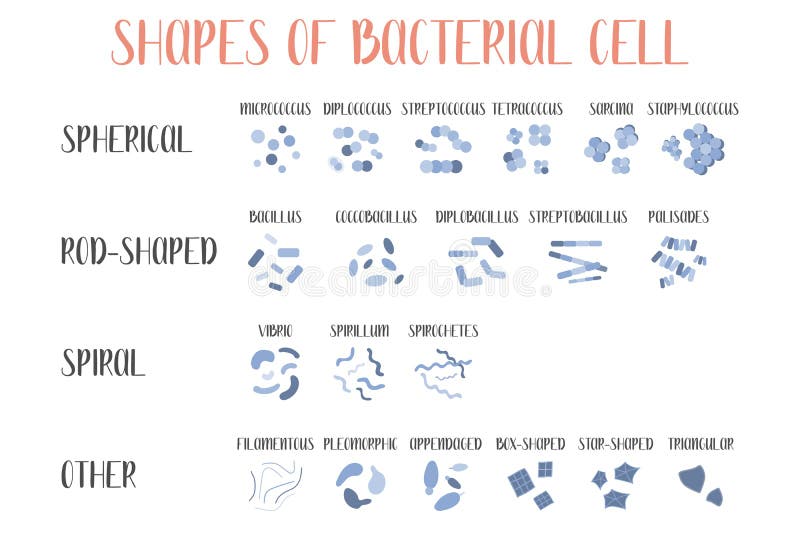 bacteria shapes and arrangement bacteria shapes and arrangement
