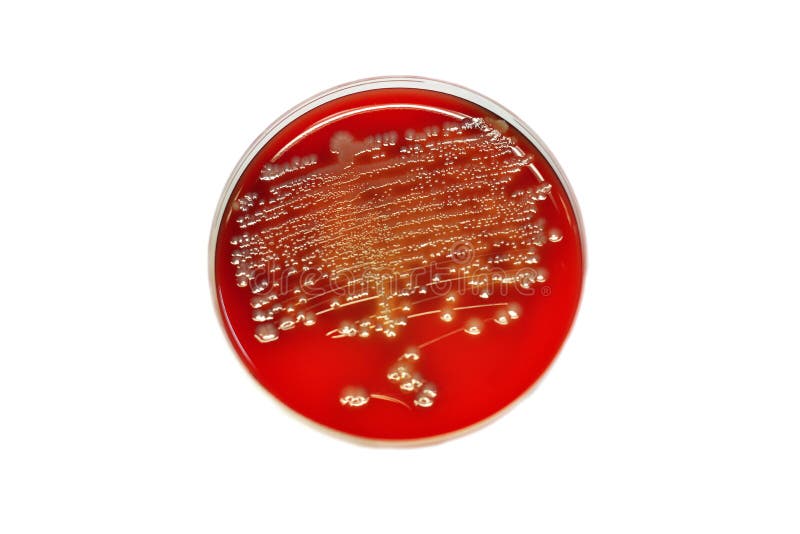 Bacteria culture stock images