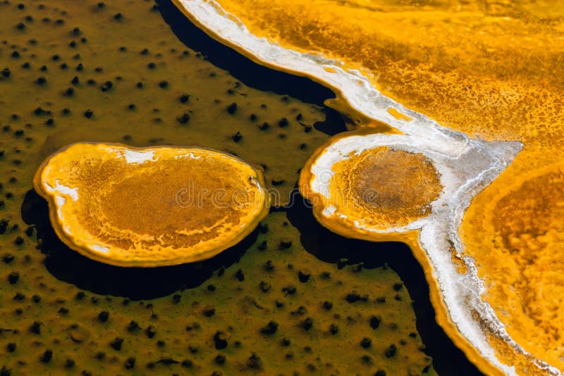 Bacteria Formation at Yellowstone National Park. A unique formation of yellow and white bacterial growth floating on shallow thermal water and casting a shadow