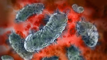 Bacteria Group in the Blood Under Microscope. 3D Illustration Stock