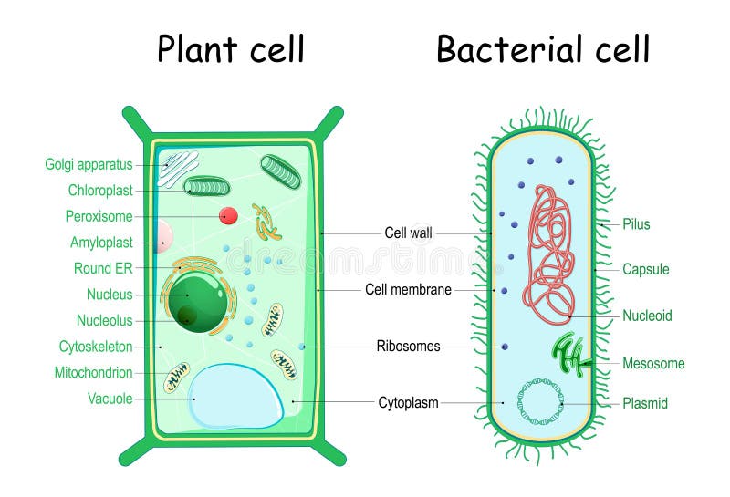 Bacteria and Plant Cell. Comparison of Cell Structure Stock Vector -  Illustration of bacteria, bacterium: 208152372