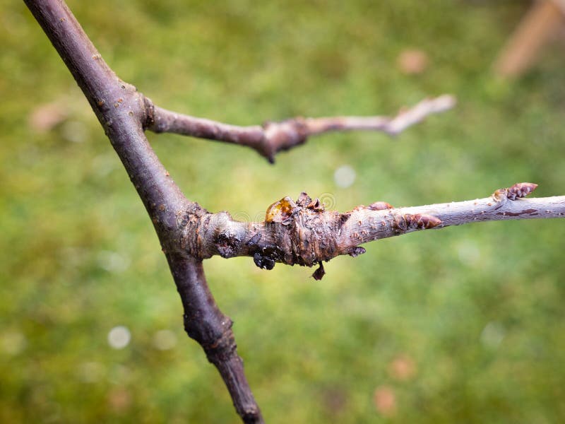 Bacterial canker on plum tree