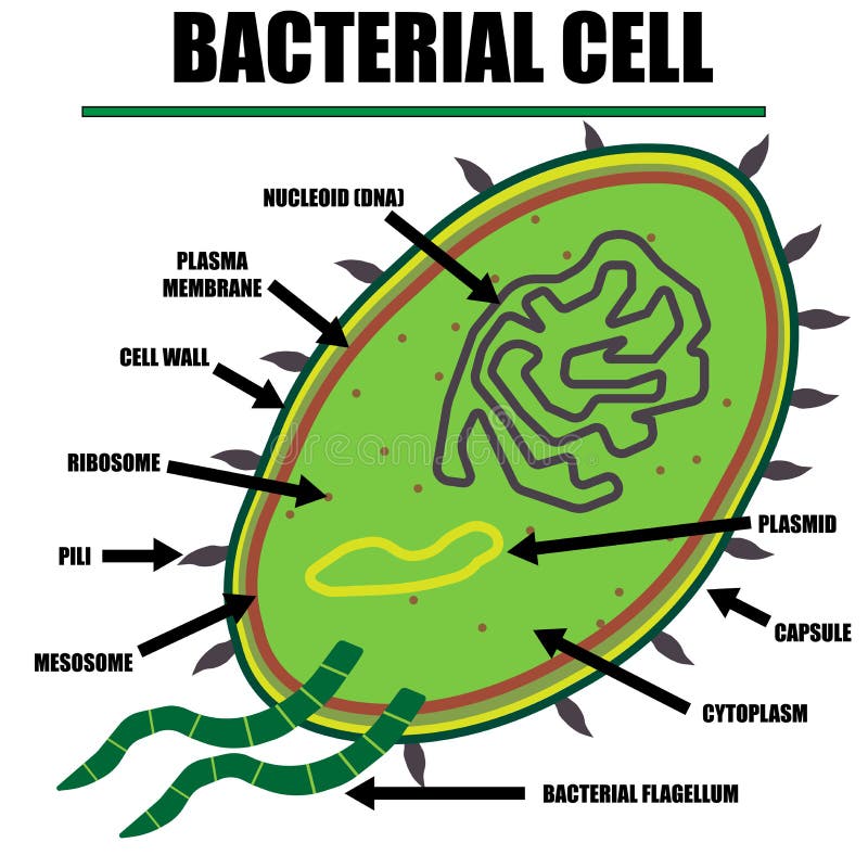 Bacterial Cell Color Diagram of organelles inside the cell wall for science and biology concepts.