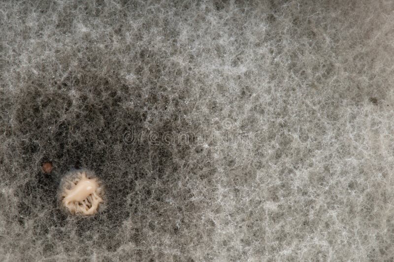 Bacterial Colony in the Centre of a Mould. Stock Image Image of