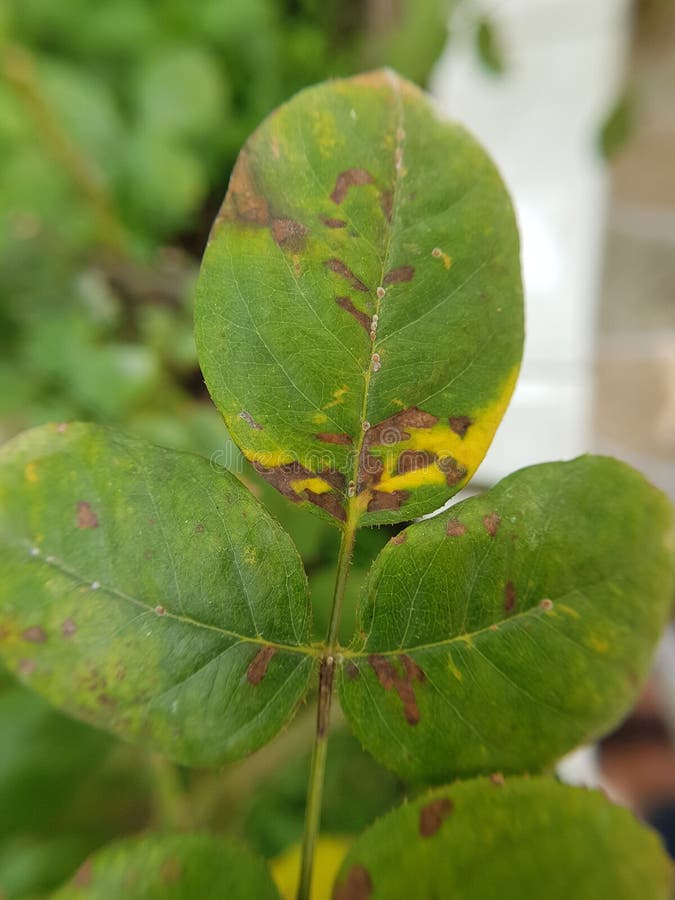 Bacterial Leaf Spot Disease on Rose Stock Photo - Image of family, spot ...