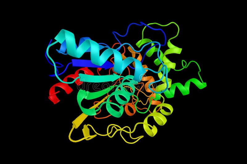 Bacterial lipase, a member of the alpha/beta hydrolase superfamily, a superfamily of hydrolytic enzymes of widely differing