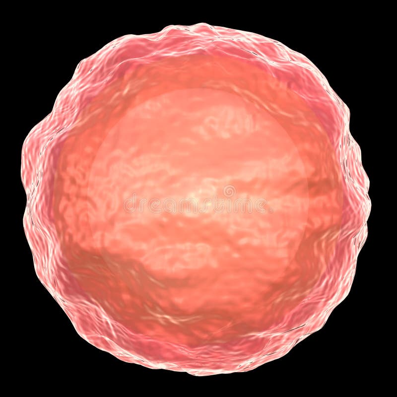 Free Bacterial Spore Royalty Free Stock Image - 46412846