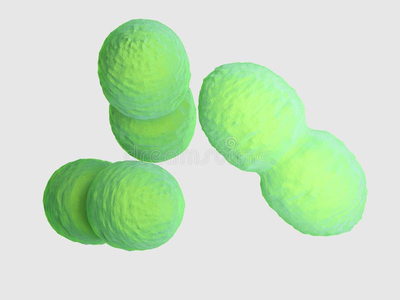 Bacterias de un enterococo libre illustration Bacterias de un enterococo libre illustration