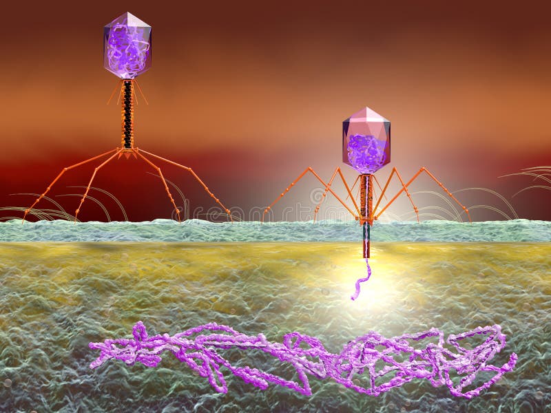 Bacteriophage attacking E. coli bacteria and injecting DNA. Medically accurate 3D illustration stock illustration