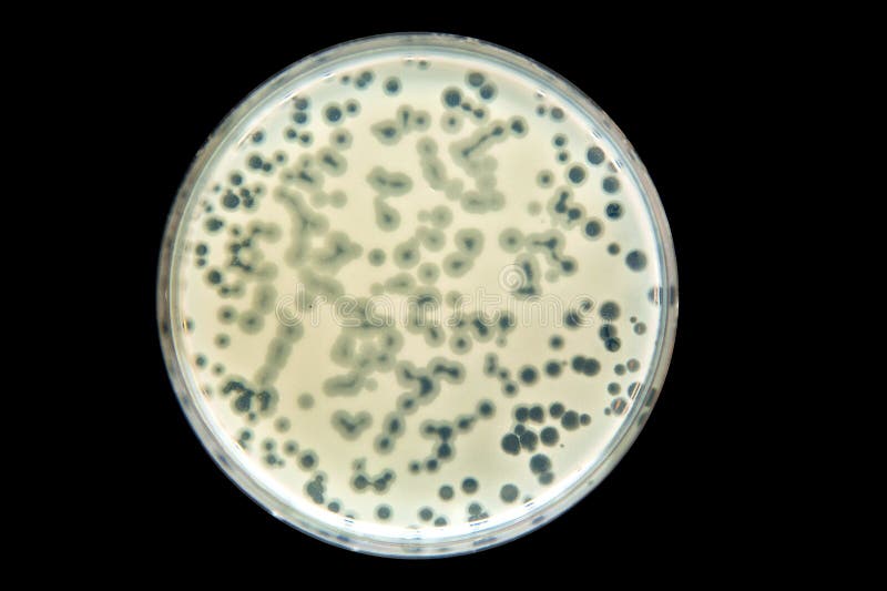 Bacteria enumeration stock photo. Image of thoma, square 144273486