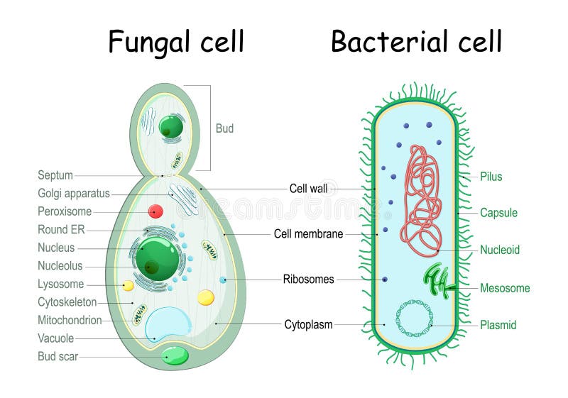 Bacteriën en schimmelgist. vergelijking van celstructuur